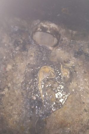 desentupidora santa felicidade, atendimento imediato.